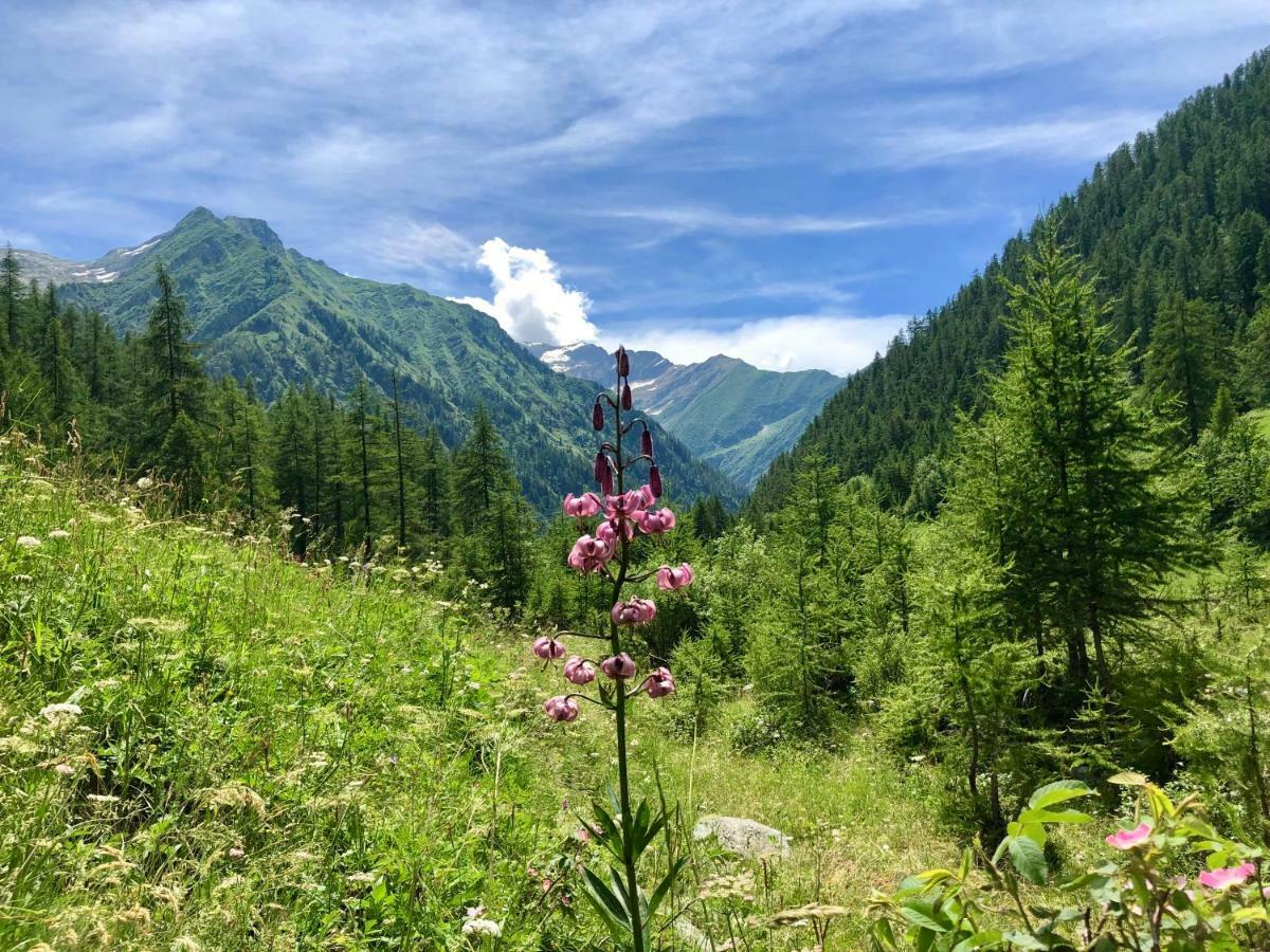 Chalet Rosa Dei Monti Piamprato ภายนอก รูปภาพ